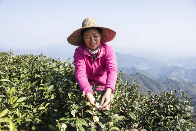 【初心铸匠心】祝雪兰：秉承六堡茶人的初心与坚守带领村民走上致富路