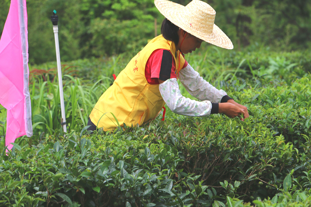 六堡茶.jpg