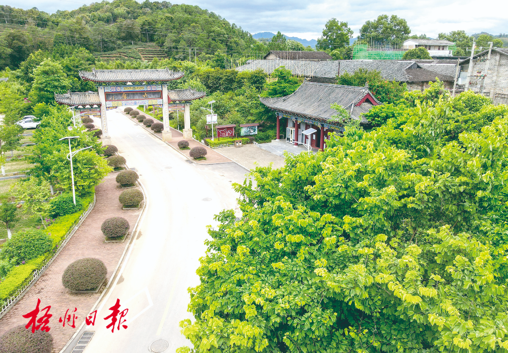 梧州全市生态茶园面积达33.34万亩！