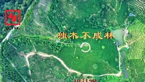 央视、学习强国等十多个平台同时推送梧州采春茶．梧州六堡茶