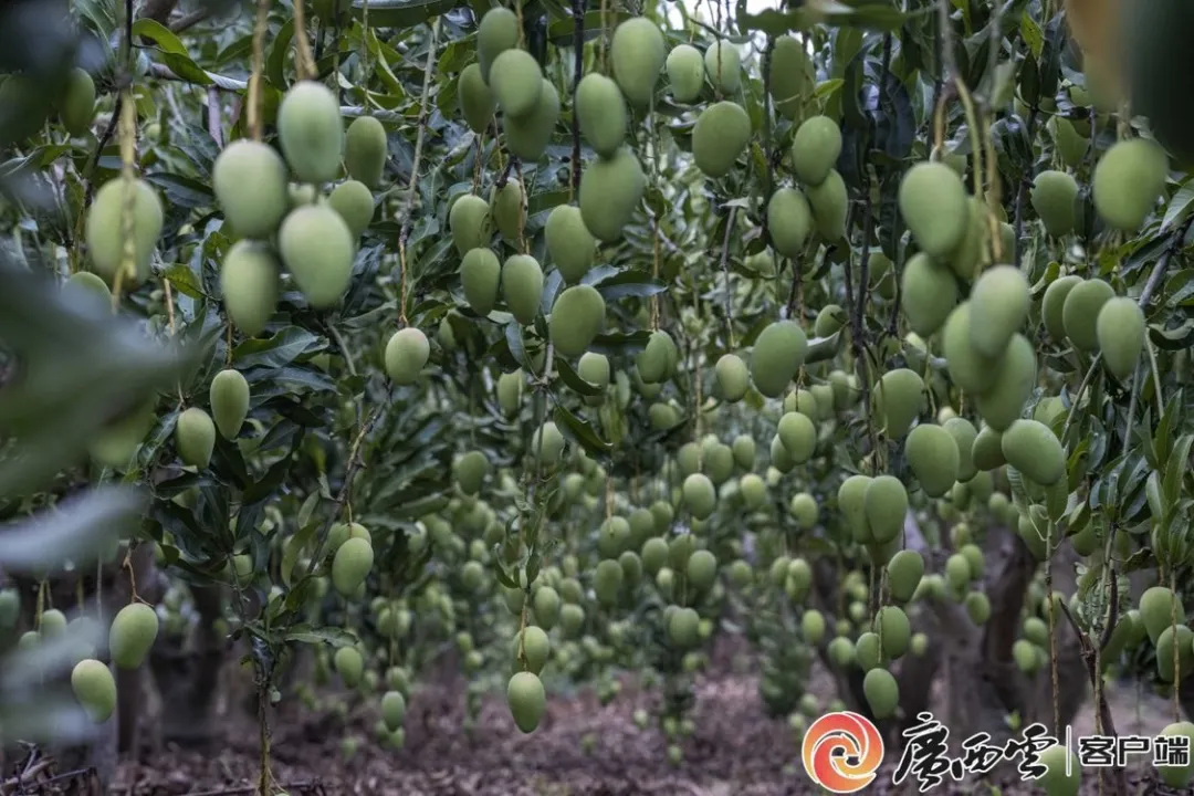广西日报4.jpg