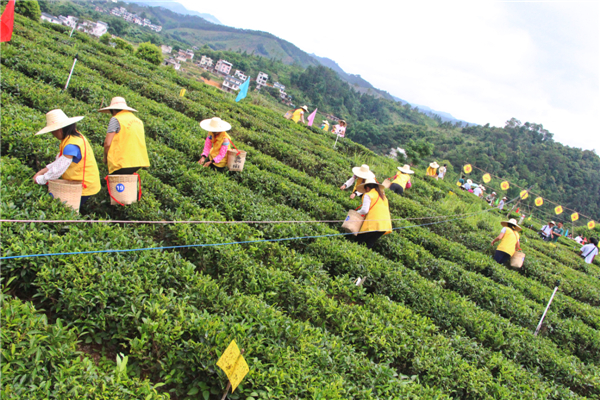 首届梧州市六堡茶行业农民工技能竞赛采茶环节现场选手们有序地进行采茶比赛.jpg